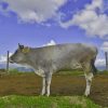 Grey Cow On Green Grass Field paint by numbers