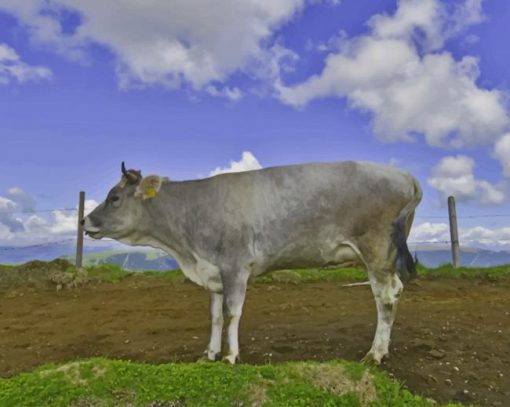 Grey Cow On Green Grass Field paint by numbers