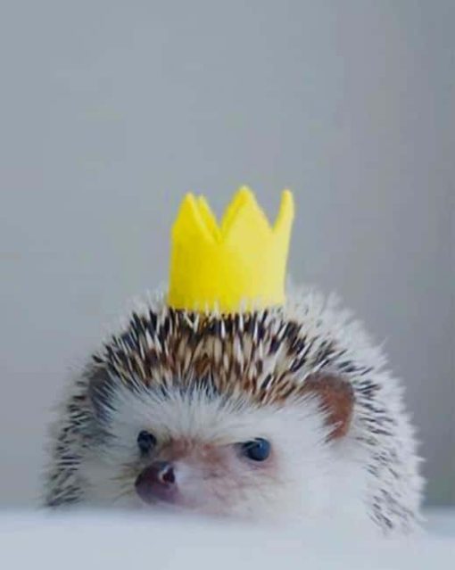 King Hedgehog paint by numbers