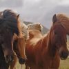 Herd Of Horses paint by numbers