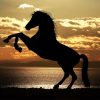 Horse Silhouette At Sunset paint by numbers