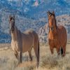 Wild Horses paint by numbers