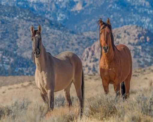 Wild Horses paint by numbers