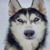 Black And White Husky paint by numbers