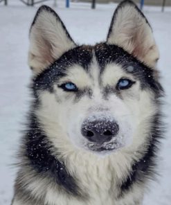 Black And White Husky paint by numbers