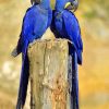 Hyacinth Macaw paint by numbers