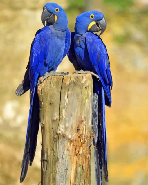 Hyacinth Macaw paint by numbers