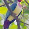 Jambu Fruit Dove Bird paint by numbers