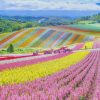 Hokkaido Japan paint by numbers