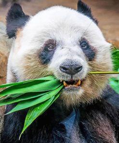 Panda Eating Plant paint by numbers