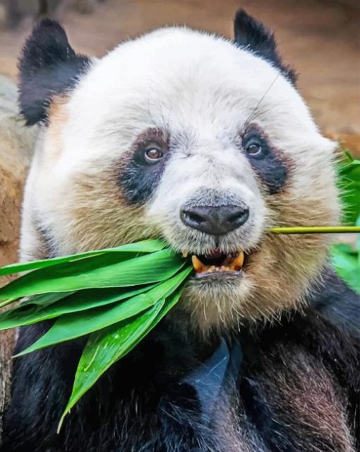 Panda Eating Plant paint by numbers