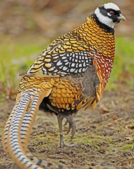 Pheasant Bird paint by numbers