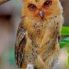 Philippine Scops Owl paint by numbers