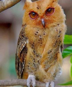 Philippine Scops Owl paint by numbers