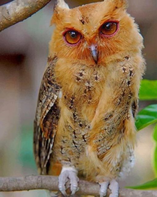 Philippine Scops Owl paint by numbers