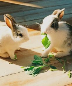 Rabbits Eating Herbs paint by numbers