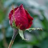 Red Rose In Bloom During Daytime paint by numbers