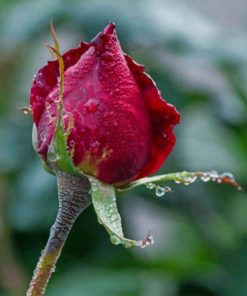 Red Rose In Bloom During Daytime paint by numbers