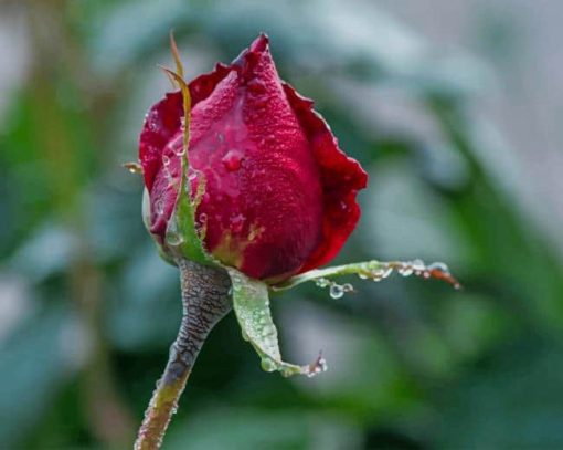 Red Rose In Bloom During Daytime paint by numbers