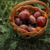 Red Round Fruits In Brown Woven Basket paint by numbers