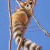 Ring Tailed Cat paint by numbers