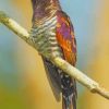 Ruby Throated Hummingbird paint by numbers