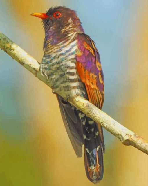 Ruby Throated Hummingbird paint by numbers