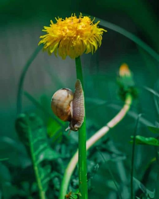 Snail And Yellow Pleated Flower paint by numbers