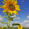 Sunflower Field paint by numbers