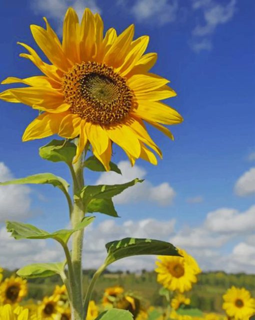 Sunflower Field paint by numbers