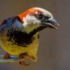 White Brown Finch Bird paint by numbers