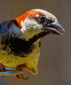 White Brown Finch Bird paint by numbers