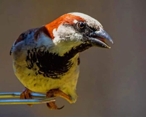 White Brown Finch Bird paint by numbers