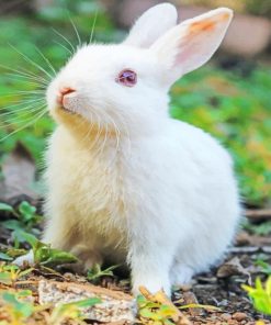 Small White Bunny In Garden paint by numbers