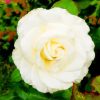 White Floribunda Flower In Garden paint by numbers