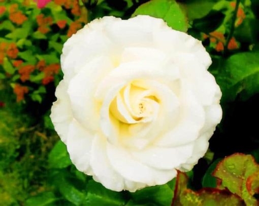 White Floribunda Flower In Garden paint by numbers