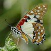 White Admiral Butterfly paint by numbers