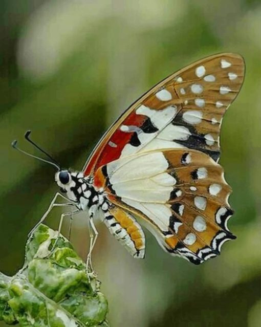 White Admiral Butterfly paint by numbers