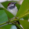 White And Black Bird On Green Leaf paint by numbers