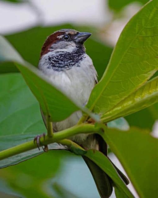 White And Black Bird On Green Leaf paint by numbers