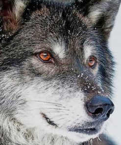 Grey Wolf paint by numbers