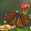 Yellow And Black Butterfly On Leaf paint by numbers