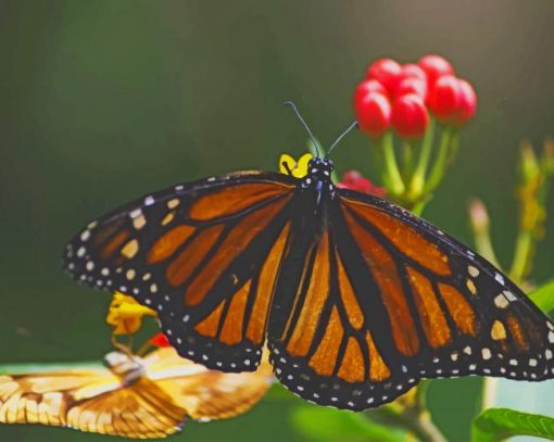 Yellow And Black Butterfly On Leaf paint by numbers