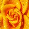 Yellow Garden Roses paint by numbers