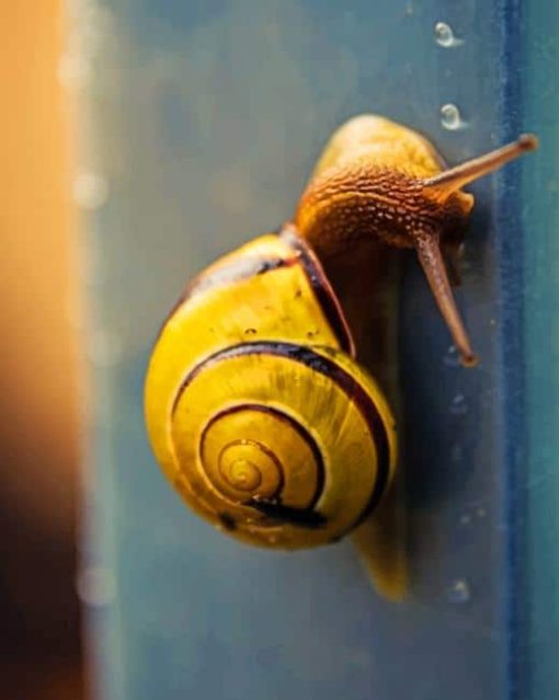 Yellow Snail With Water Dots paint by numbers