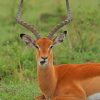 Adorable Antelope Sitting On Green Meadow paint by numbers