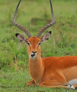 Adorable Antelope Sitting On Green Meadow paint by numbers