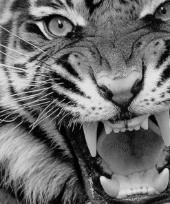 Angry Tiger Black And White paint by numbers