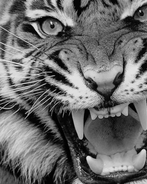 Angry Tiger Black And White paint by numbers