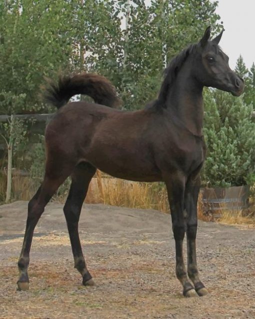 Arabian Black Horse paint by numbers